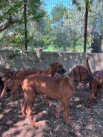 Cucciolo di Rhodesian Ridgeback
