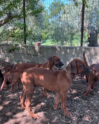 Cucciolo di Rhodesian Ridgeback