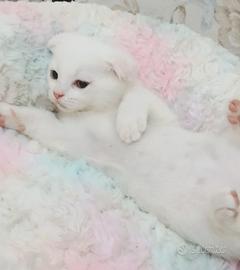 Splendidi cuccioli British e Scottish Fold