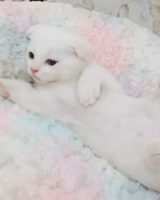 Splendidi cuccioli British e Scottish Fold