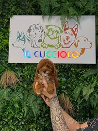 Cuccioli barbonvini toy