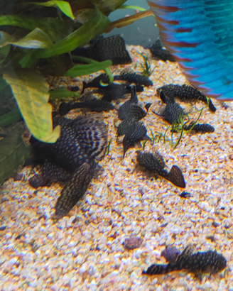 Pesce Ancistrus