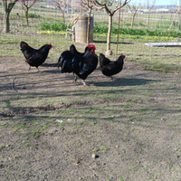 Coppia Australorp
