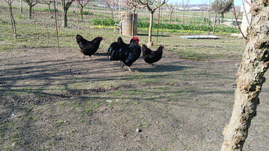 Coppia Australorp