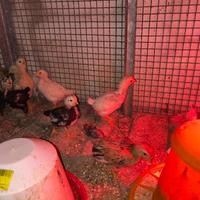 Pulcini e pulcinotti