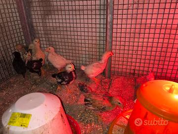 Pulcini e pulcinotti