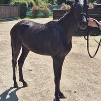 Iris doppio pony kabstrupper 3 anni