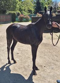 Iris doppio pony kabstrupper 3 anni