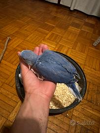 Parrochetto dal collare