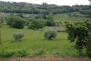 Terreno agricolo