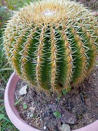 Echinocactus grusonii (cactus succulente)