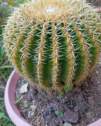 Echinocactus grusonii (cactus succulente)