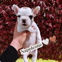 Bulldog Francese Esotici