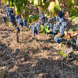 uva nerello mascalese o mosto