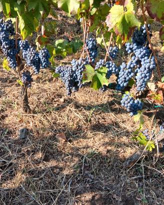 uva nerello mascalese o mosto