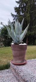 Pianta di agave in vaso o anfora 
