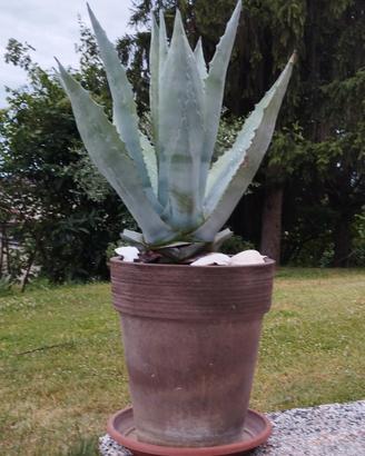 Pianta di agave in vaso o anfora 