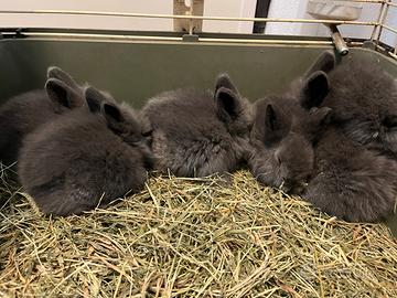 Coniglietti testa di leone