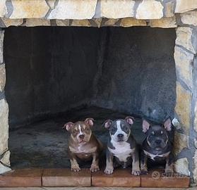 American bully