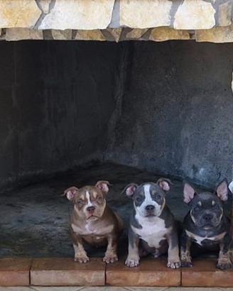 American bully