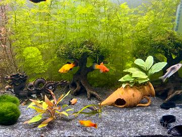 Pesci platy più colori