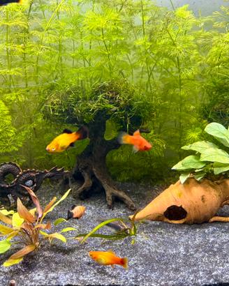 Pesci platy vari colori