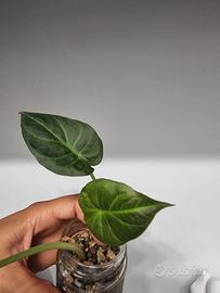 alocasia regal shield