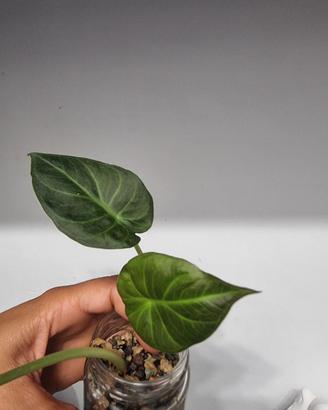alocasia regal shield