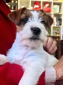 STUPENDI CUCCIOLI JACK RUSSELL