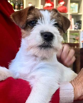 STUPENDI CUCCIOLI JACK RUSSELL