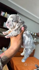 Bulldog francese cucciola