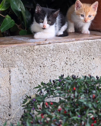 Gattini