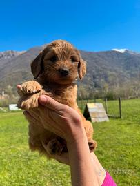 Cuccioli Goldendoodle medium