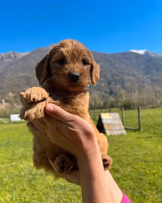 Cuccioli Goldendoodle medium