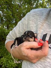 Cucciola chihuahua mini femmina