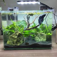 ACQUARIO DOLCE E MARINO, PIANTE E ACCESSORI