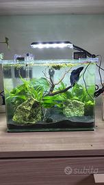 ACQUARIO DOLCE E MARINO, PIANTE E ACCESSORI