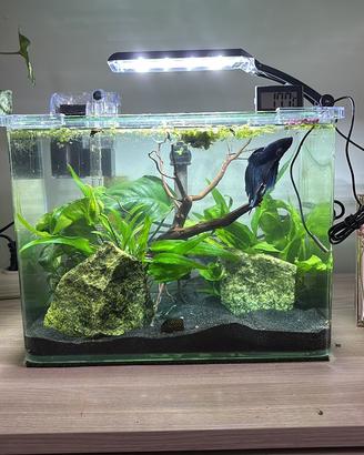 ACQUARIO DOLCE E MARINO, PIANTE E ACCESSORI