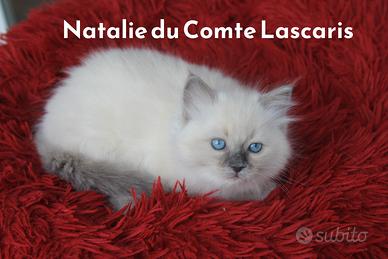 Neveah du Comte Lascaris