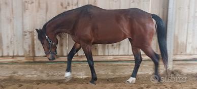 Cavallo Italiano Trotter