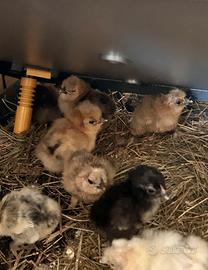 Pulcini gallina Moroseta