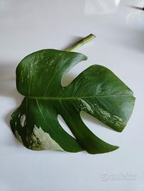 Monstera Albo variegata TALEA B