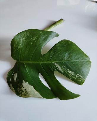 Monstera Albo variegata TALEA B