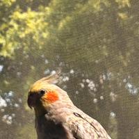 Coppia calopsite riproduttiva