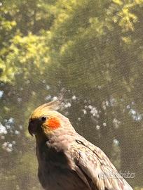 Coppia calopsite con voliera