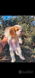 Cuccioli cavalier king