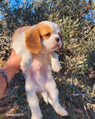 Cuccioli cavalier king