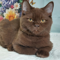 British Shorthair chiocciolat