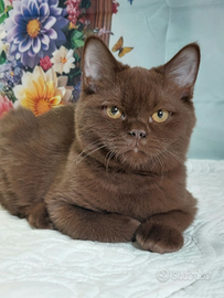 British Shorthair chiocciolat