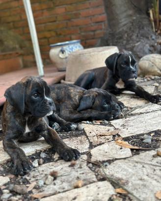 Boxer cuccioli